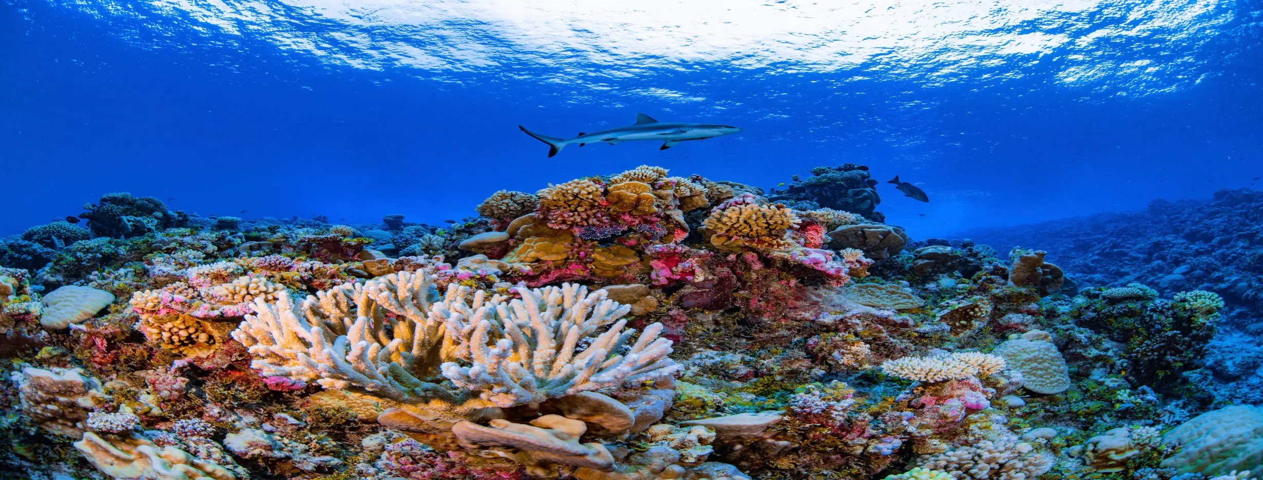 Image for Coral Reef Safari